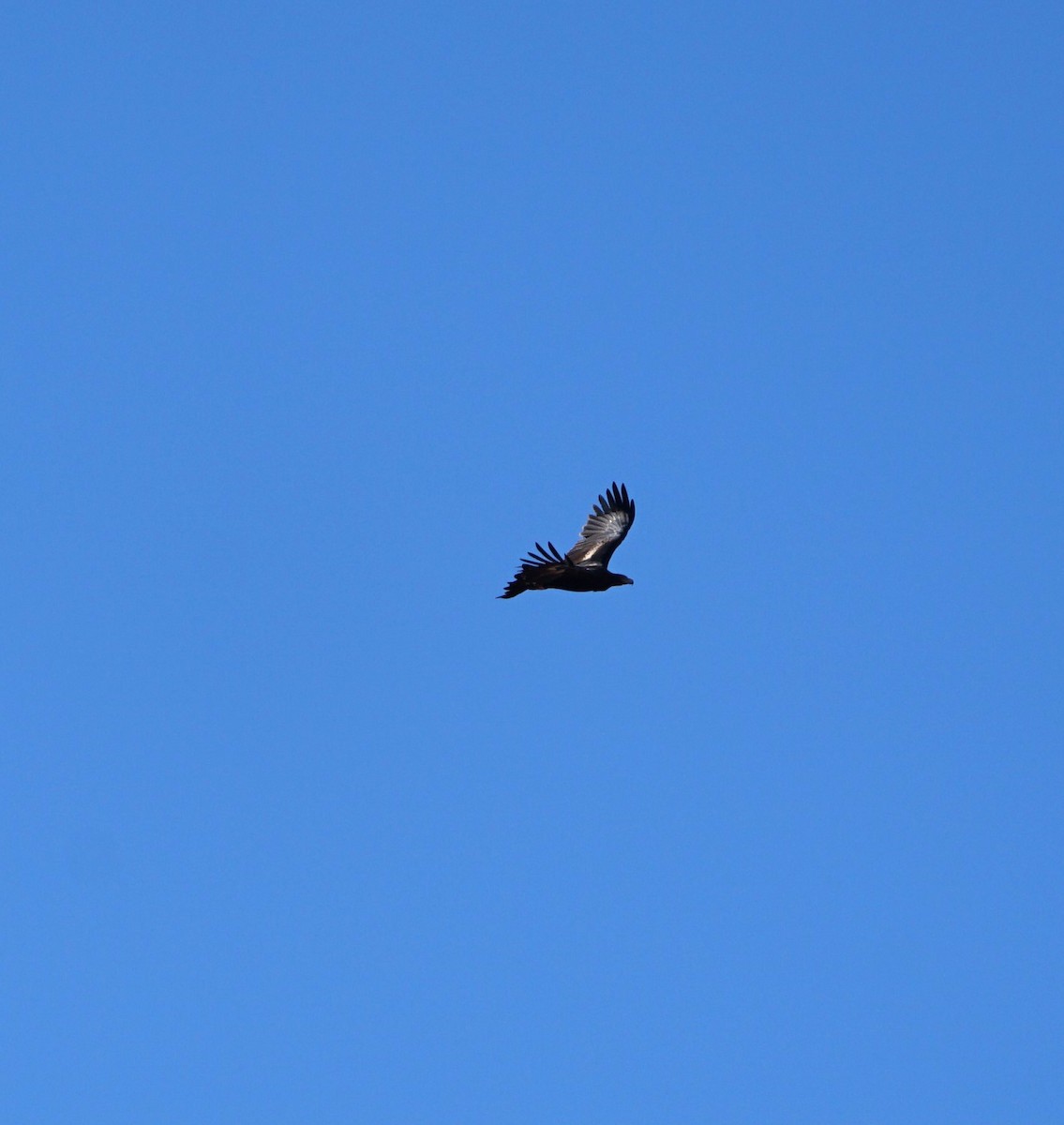 Wedge-tailed Eagle - ML212922981