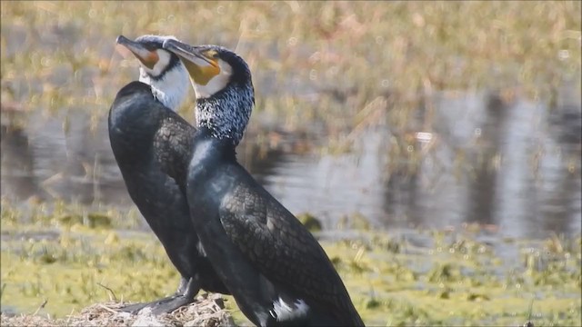 Great Cormorant - ML212923961