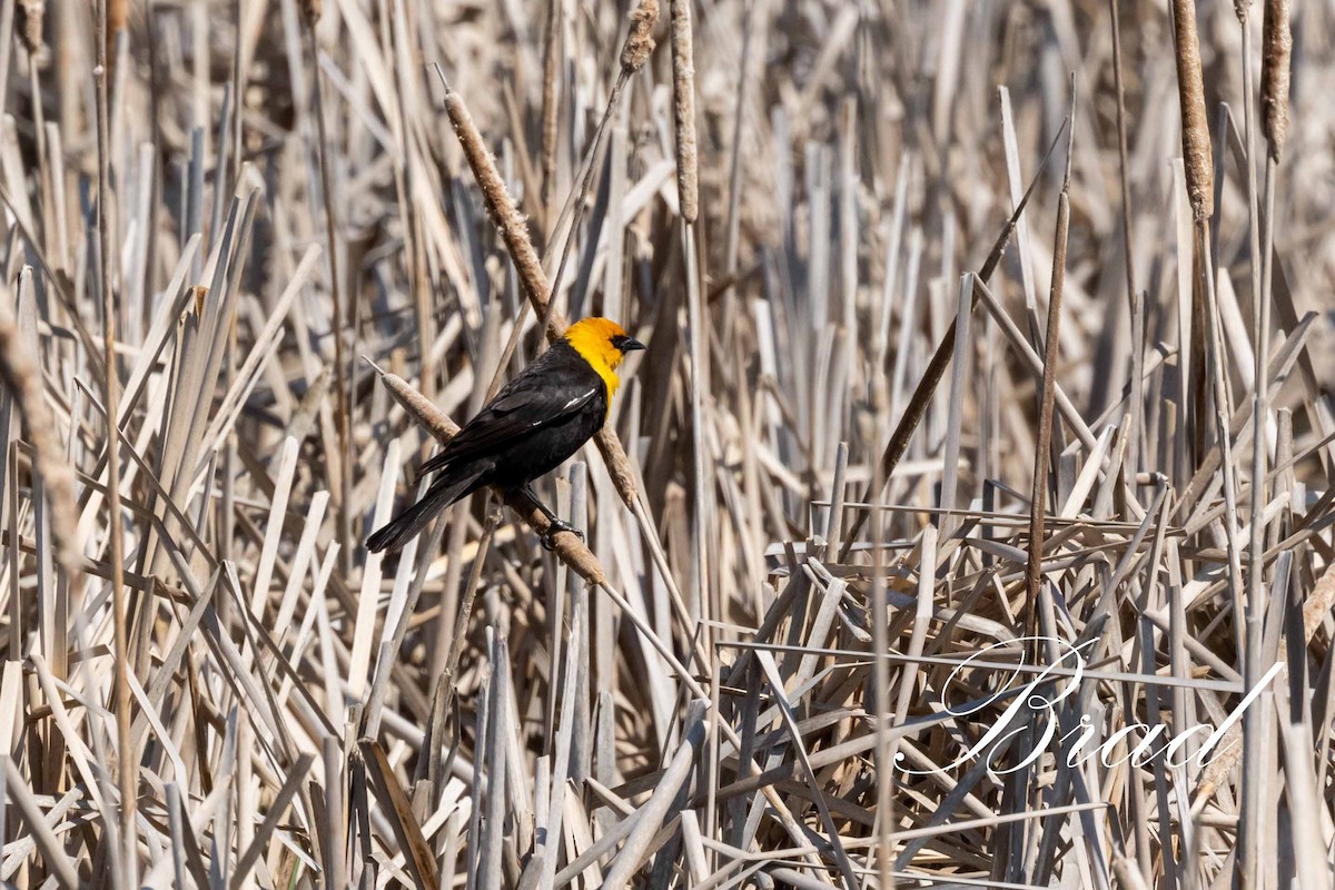 Brillenstärling - ML212924151