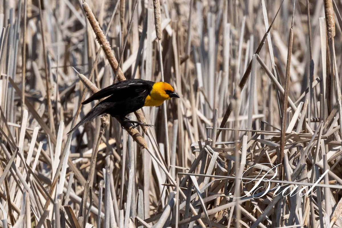 Brillenstärling - ML212924161