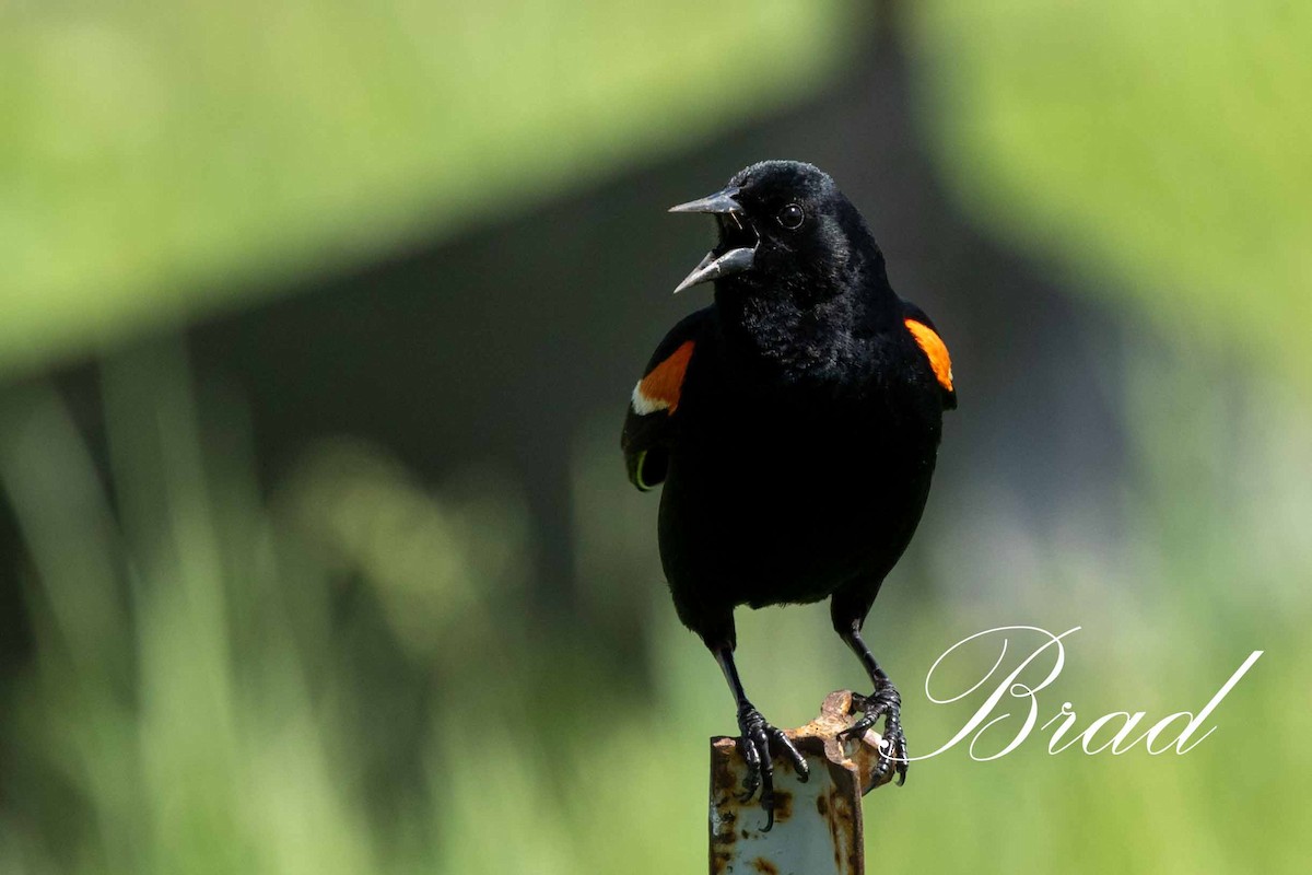 Red-winged Blackbird - ML212924171