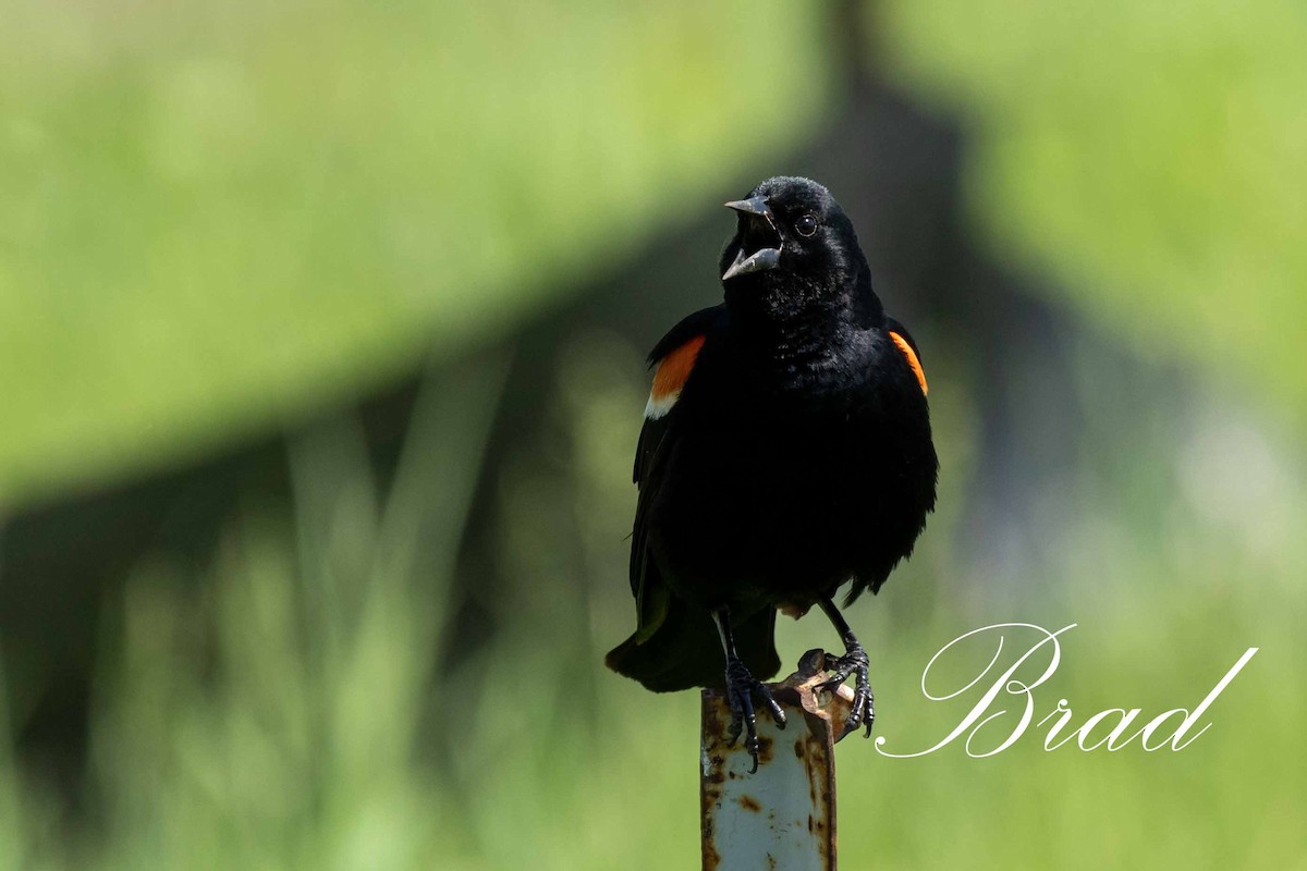 Red-winged Blackbird - ML212924181