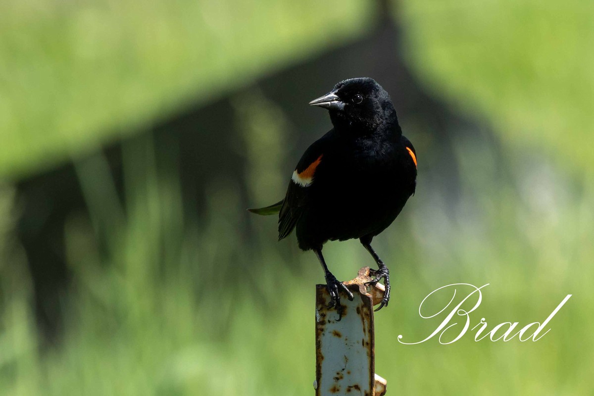 Red-winged Blackbird - ML212924191