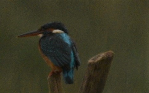 Common Kingfisher - Sajeev Krishnan