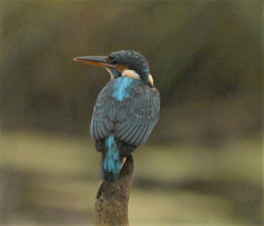 Common Kingfisher - ML212925921