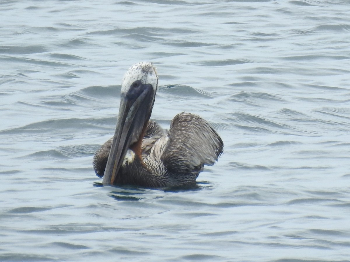 Brown Pelican - ML212926201