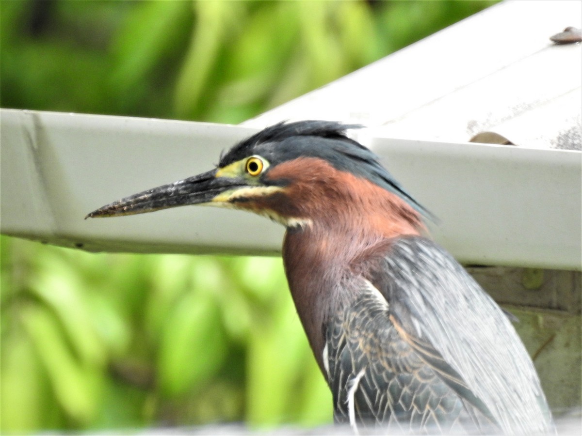 Green Heron - ML212926451