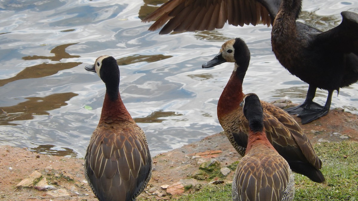 White-faced Whistling-Duck - Jose Valerio Gentil Escrig