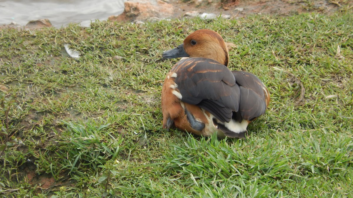 Fulvous Whistling-Duck - Jose Valerio Gentil Escrig