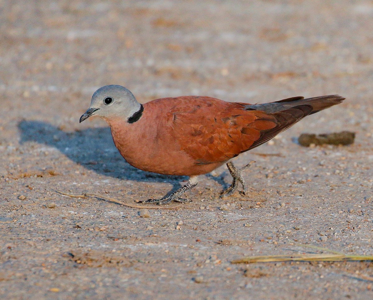 Red Collared-Dove - ML212926481