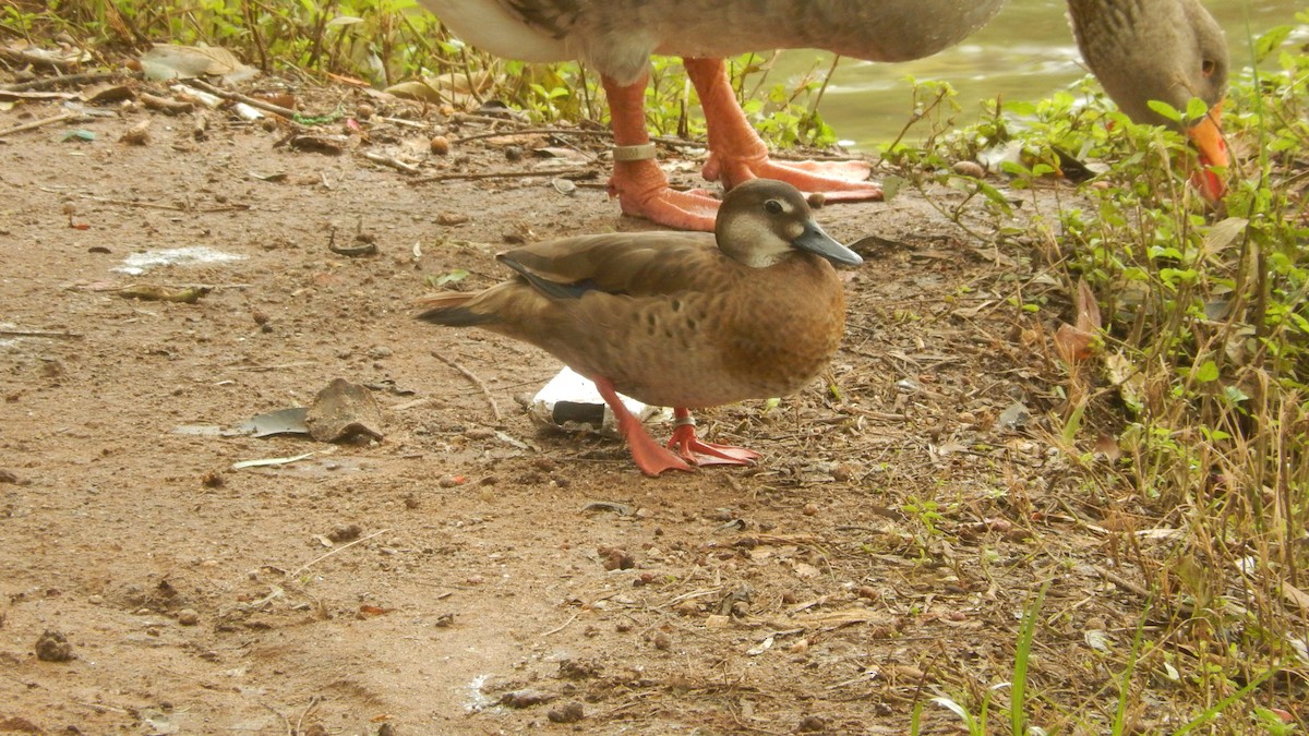 Brazilian Teal - Jose Valerio Gentil Escrig