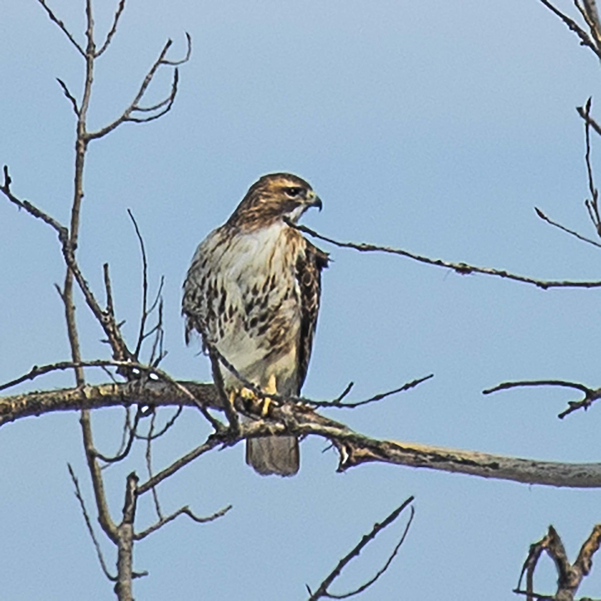 Red-tailed Hawk - Mark Plessner