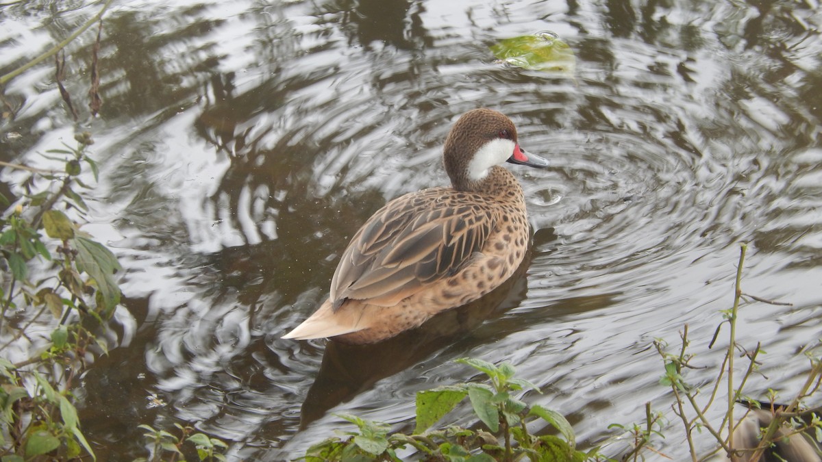 White-cheeked Pintail - ML212926751