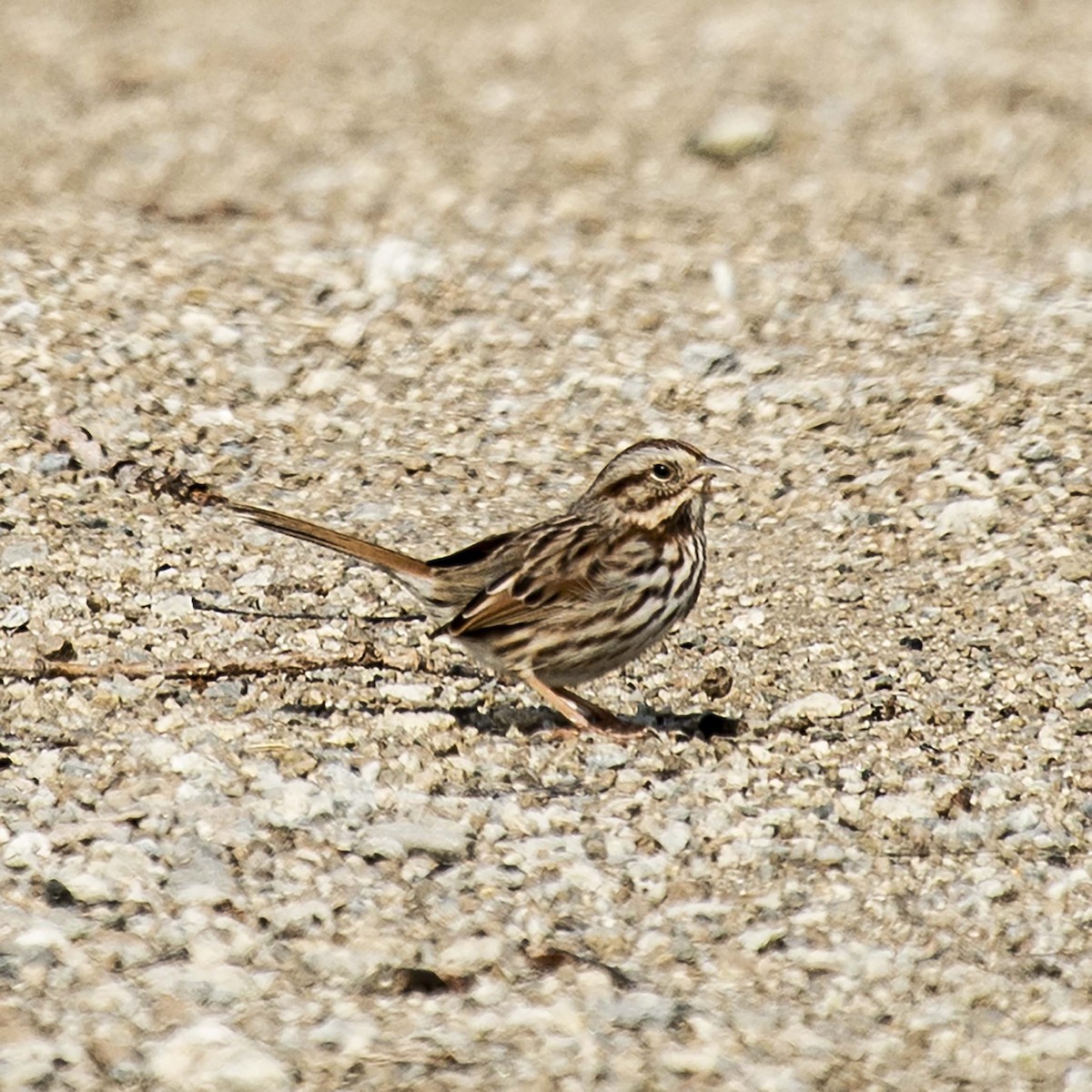 Song Sparrow - ML212926821