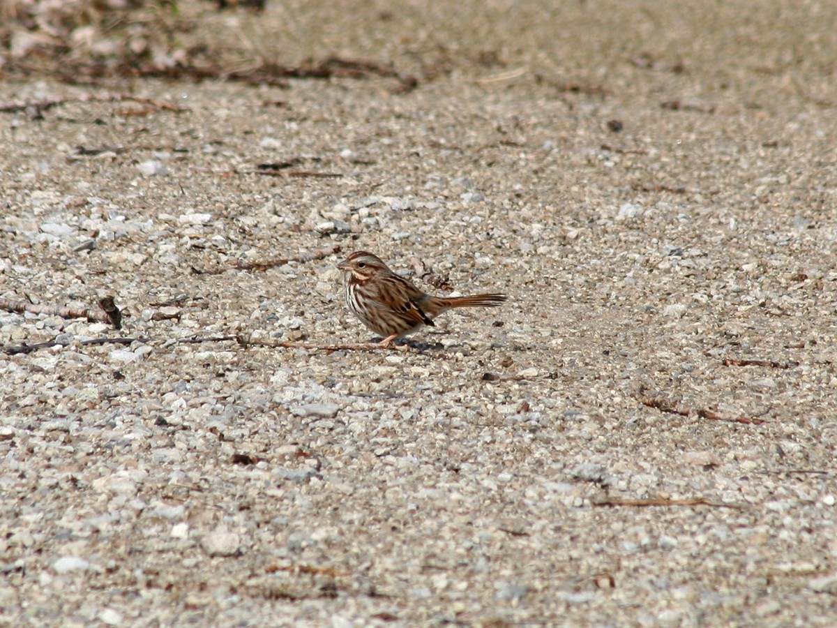 Song Sparrow - ML212927061