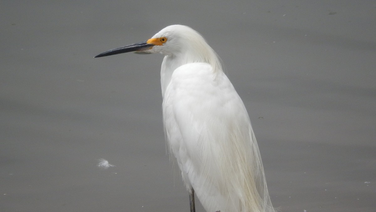 Snowy Egret - Jose Valerio Gentil Escrig