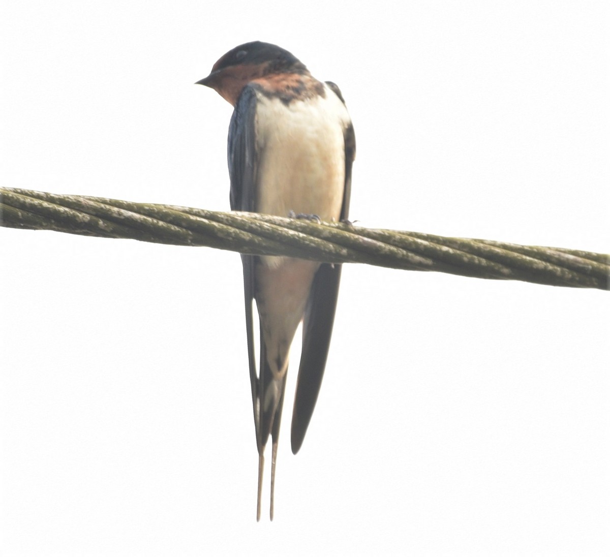 Barn Swallow - ML212927521