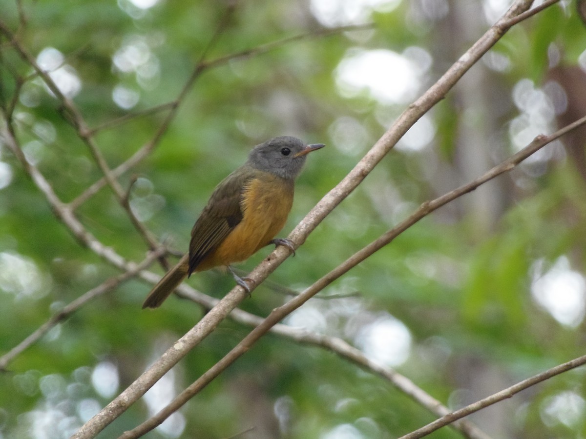 Gray-hooded Flycatcher - WILLIAM MACIEL