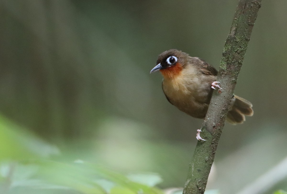 Rufous-throated Antbird - Luke Seitz