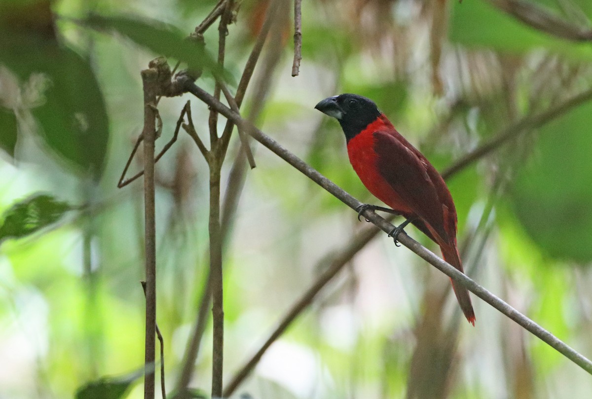 Red-and-black Grosbeak - Luke Seitz