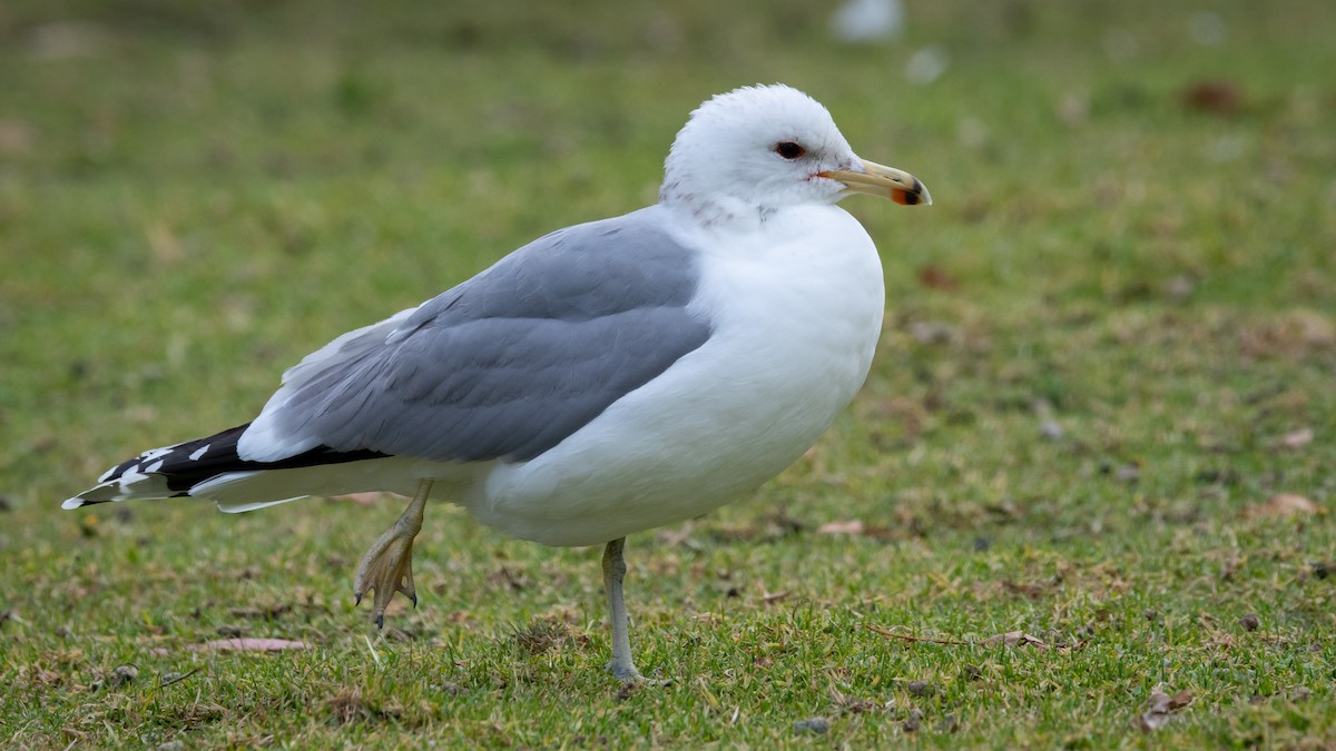 California Gull - Mathurin Malby