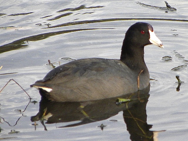 American Coot (Red-shielded) - ML21293421