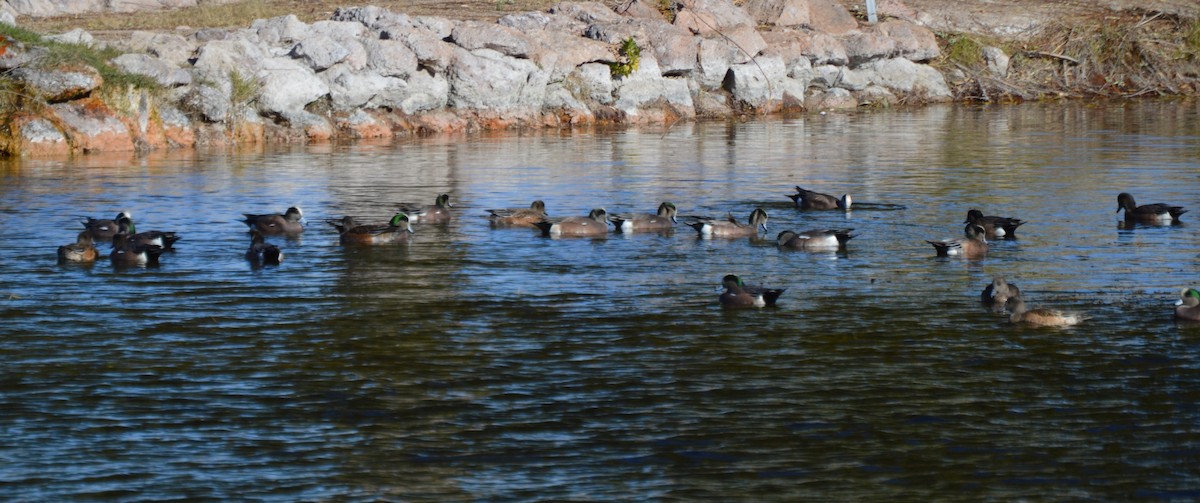 American Wigeon - ML21293481