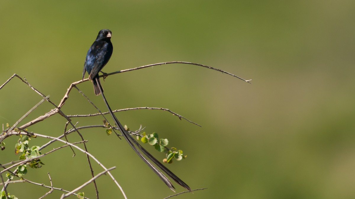 Steel-blue Whydah - ML212935531