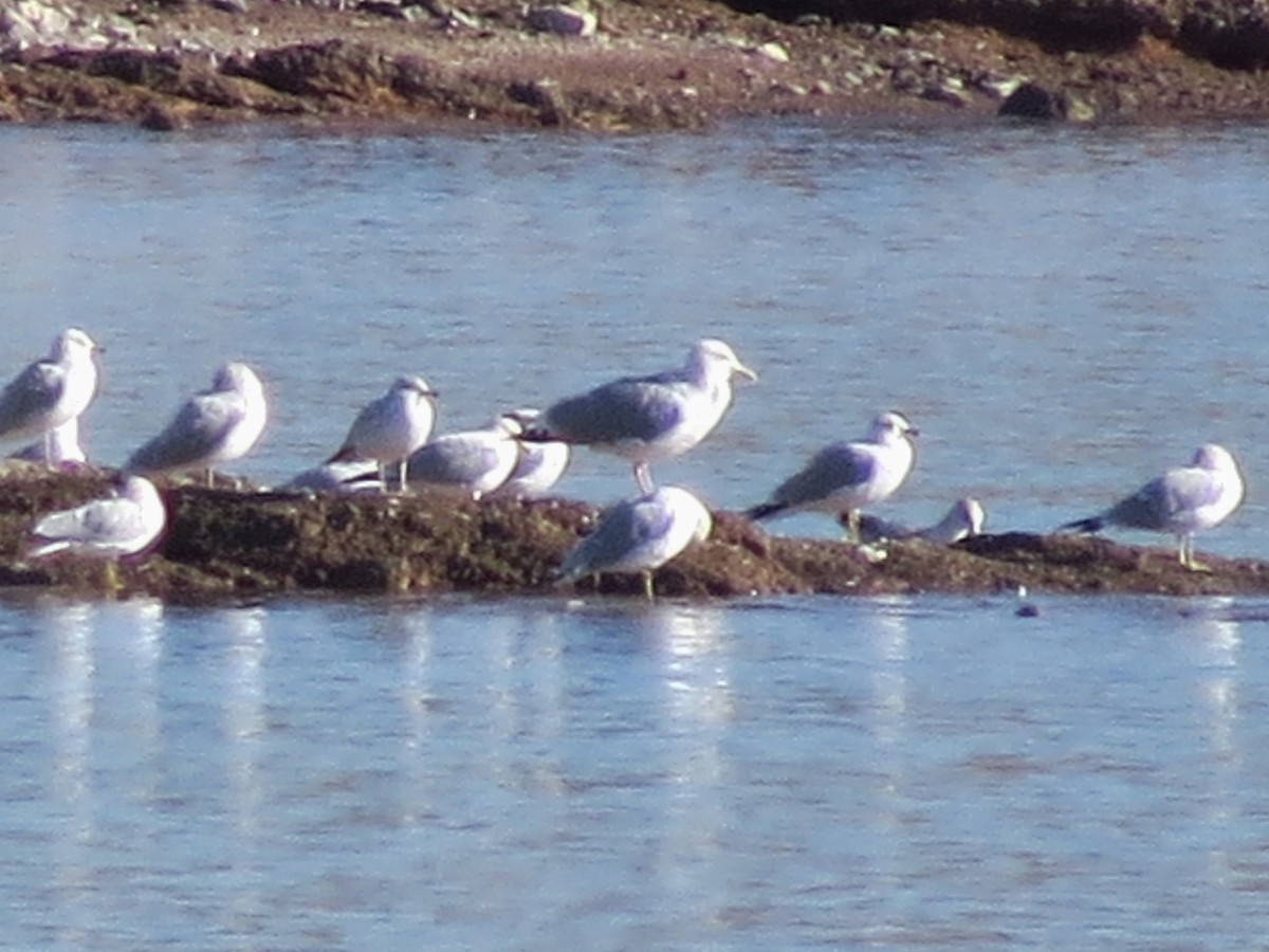 Herring Gull (American) - ML212936081