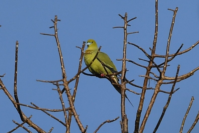 Pin-tailed Green-Pigeon - Ting-Wei (廷維) HUNG (洪)