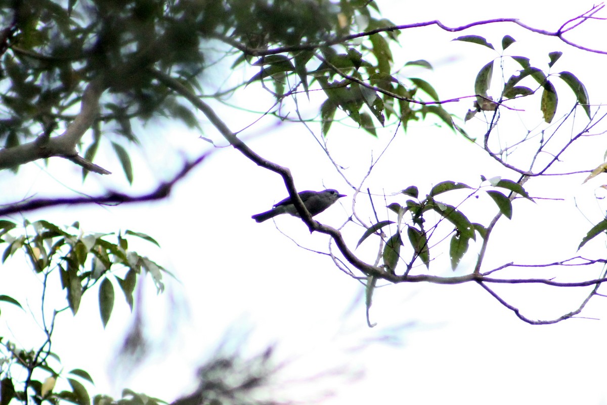 Gray Shrikethrush - ML212937281