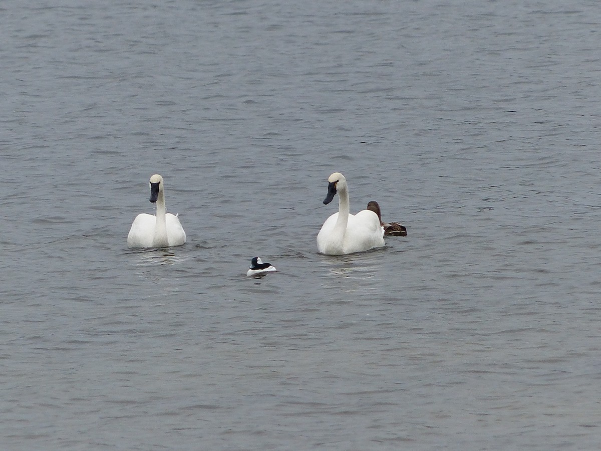 Tundra Swan - ML212939861