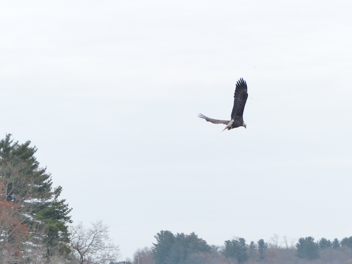 Bald Eagle - ML212939891