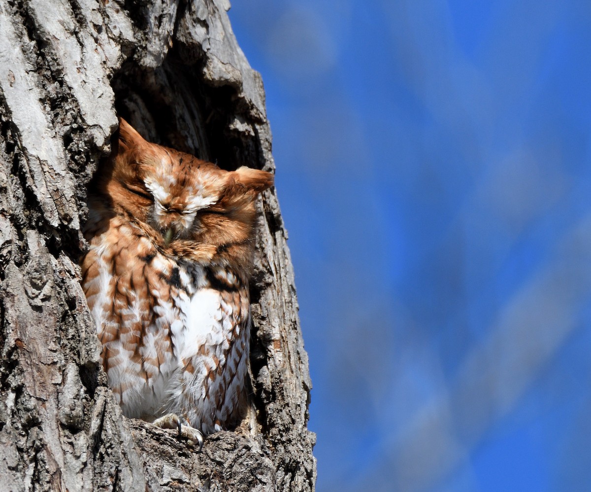 Eastern Screech-Owl - Matthew Garvin