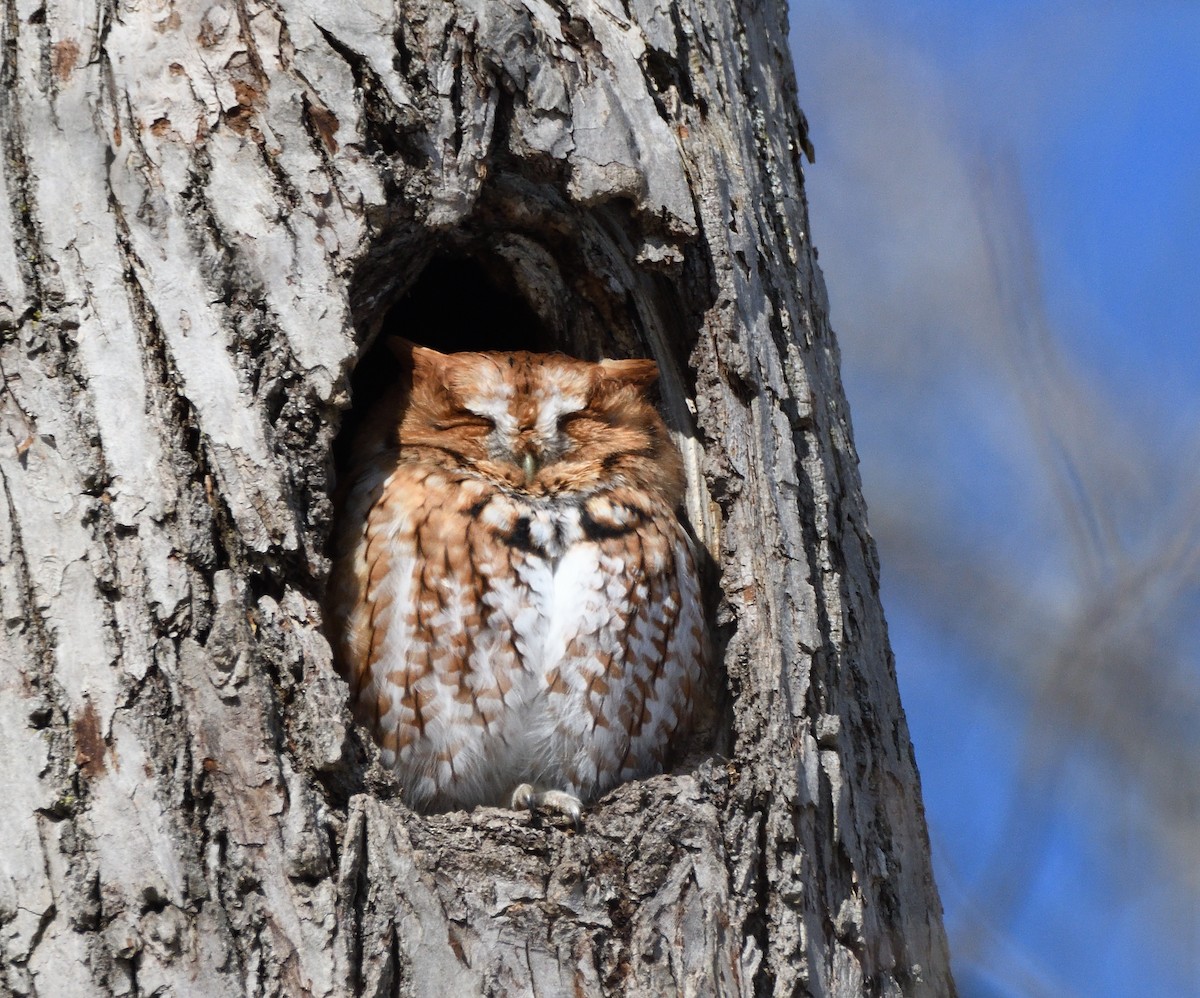 Eastern Screech-Owl - ML212940431