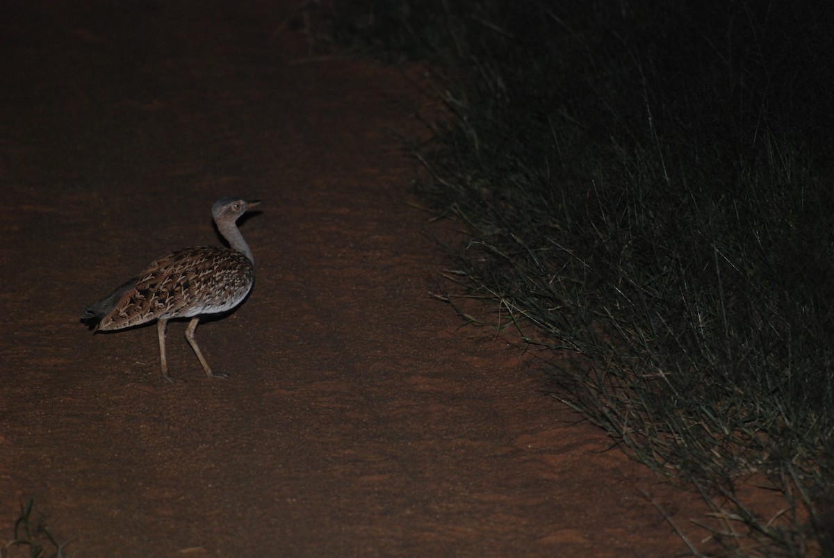 Red-crested Bustard - ML212941851