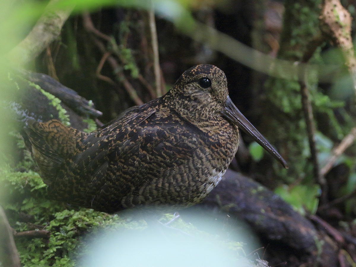 Photos - Javan Woodcock - Scolopax saturata - Birds of the World