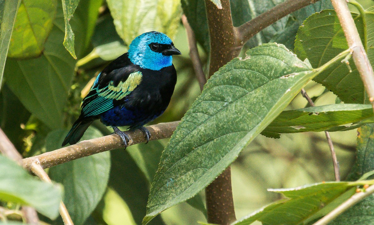 Blue-necked Tanager - ML212944581