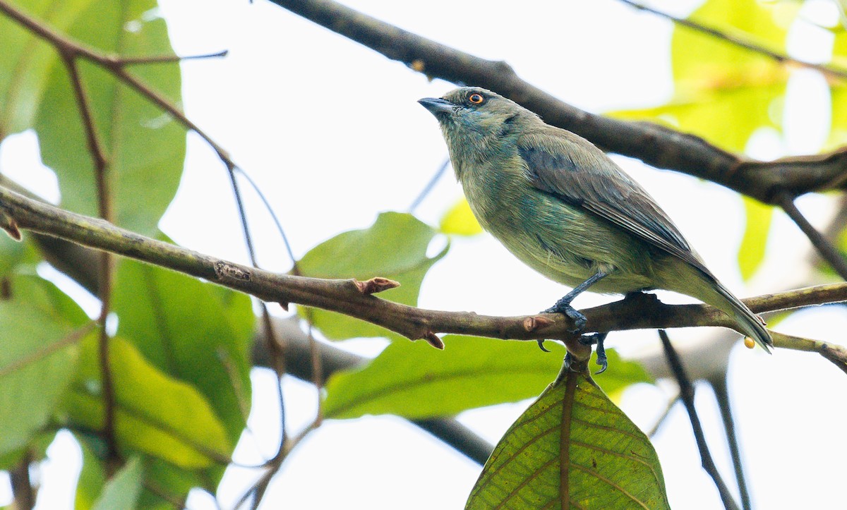 Turquoise Dacnis - David Monroy Rengifo