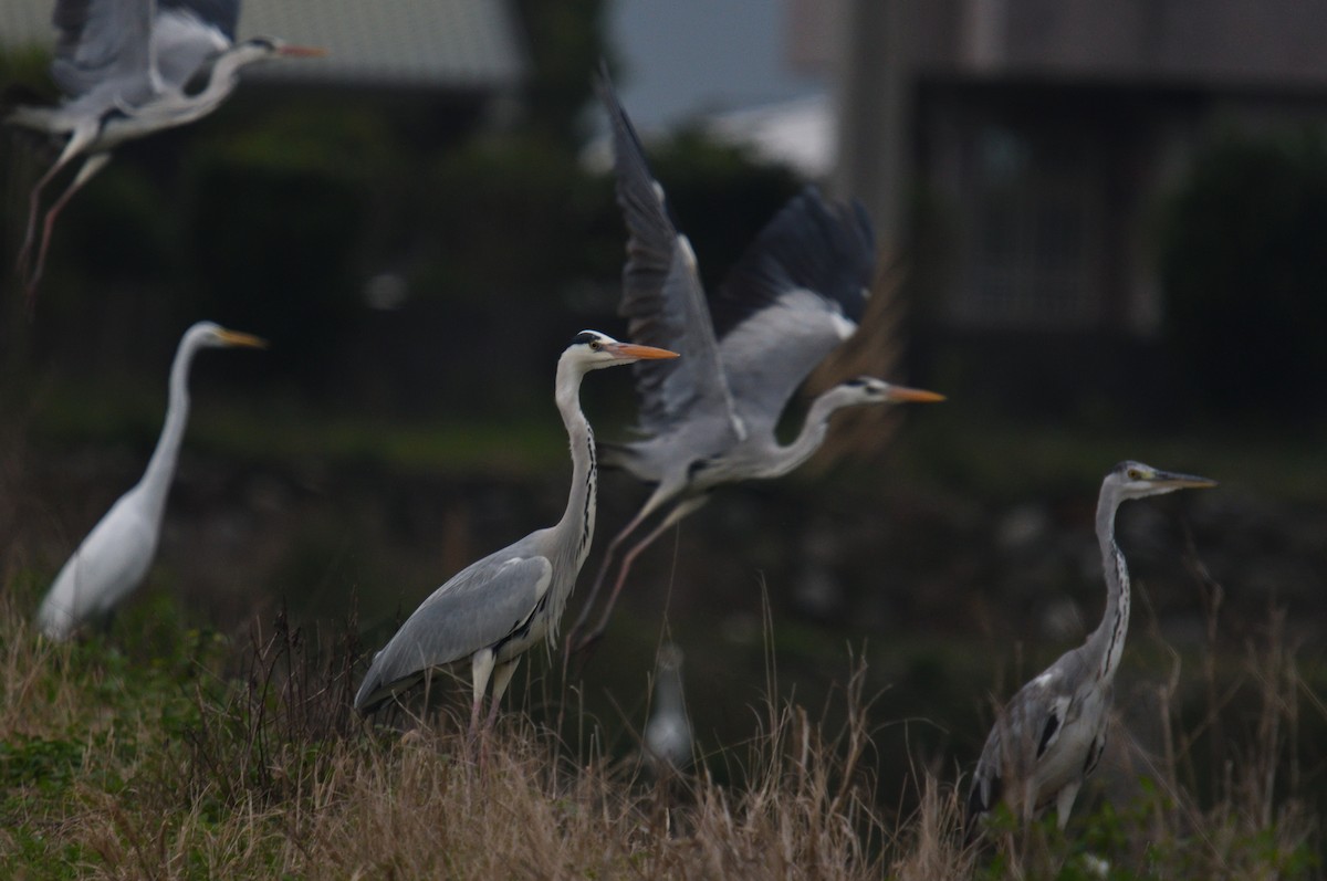 Gray Heron - ML212946471