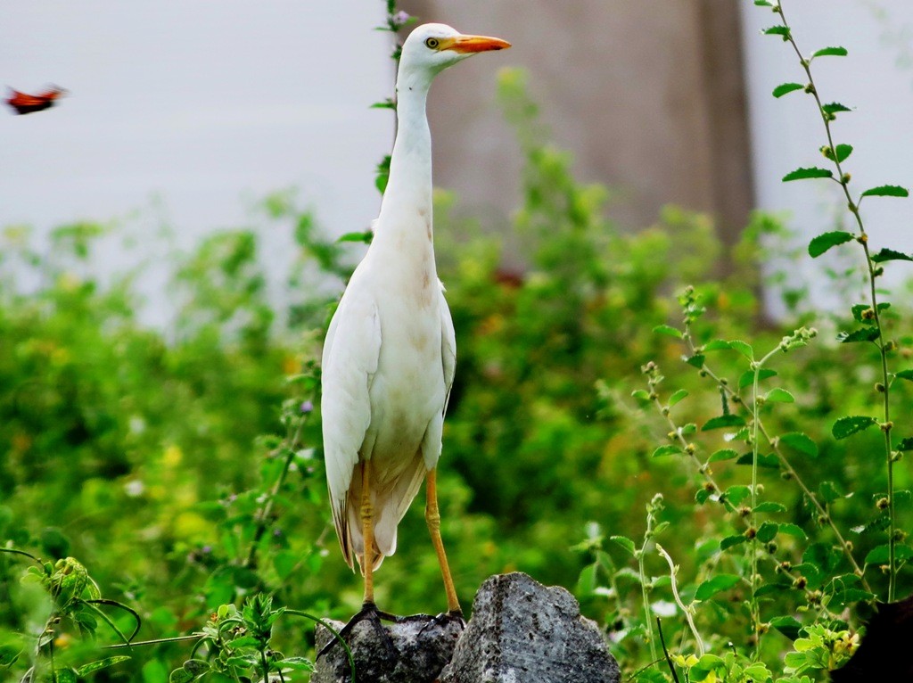 Western Cattle Egret - Elby Anderson A Silva