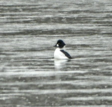 Common Goldeneye - Ronnie Clark