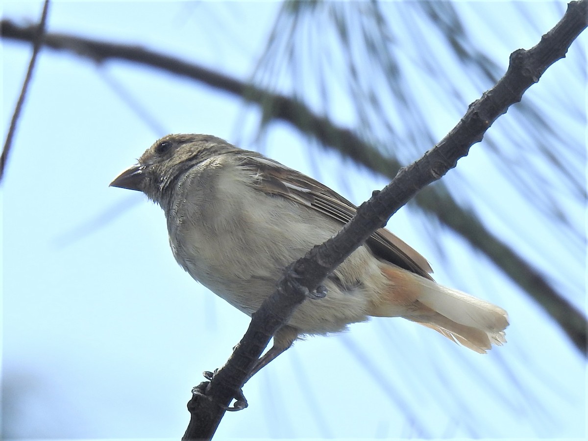 Barbados Bullfinch - ML212949721