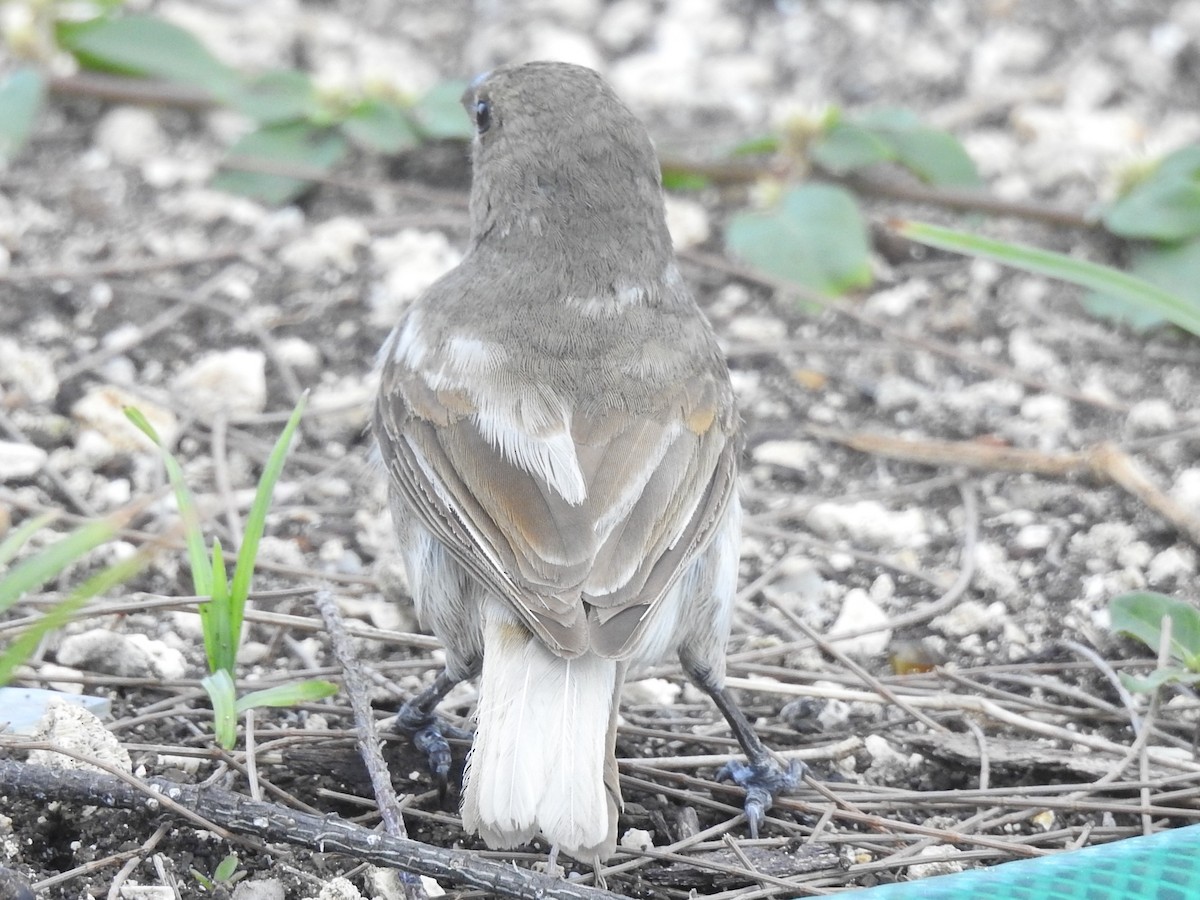 Barbados Bullfinch - ML212949731