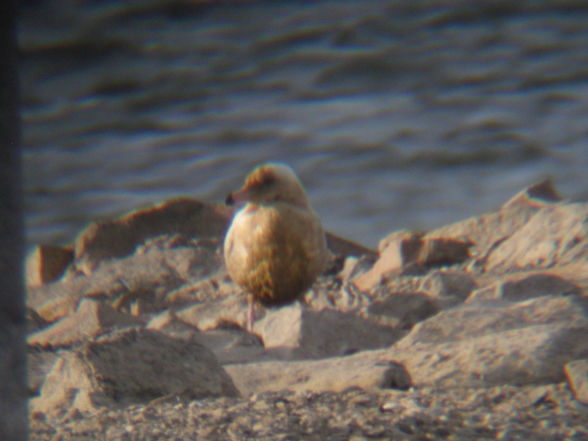 Glaucous Gull - ML212950081