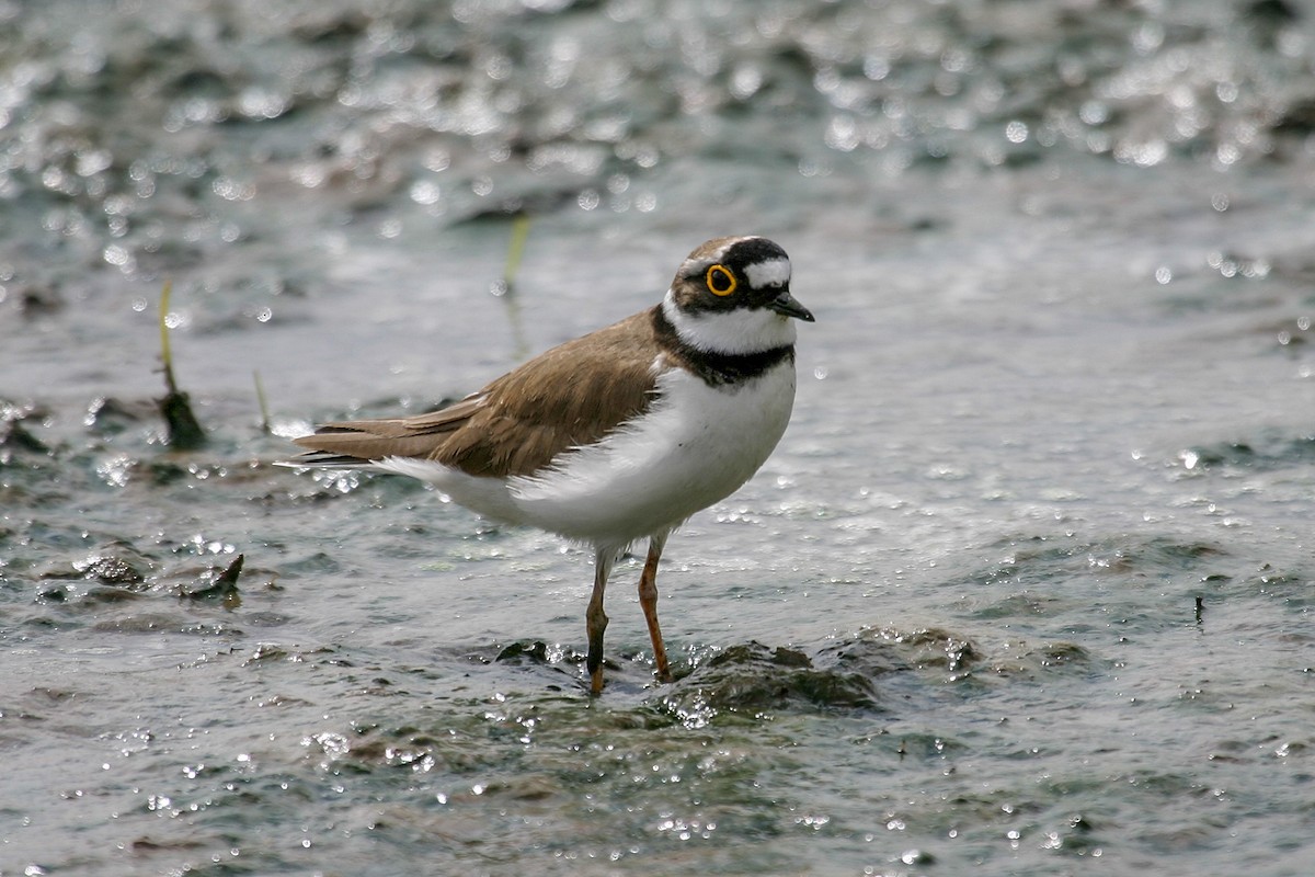 Little Ringed Plover - ML212952141