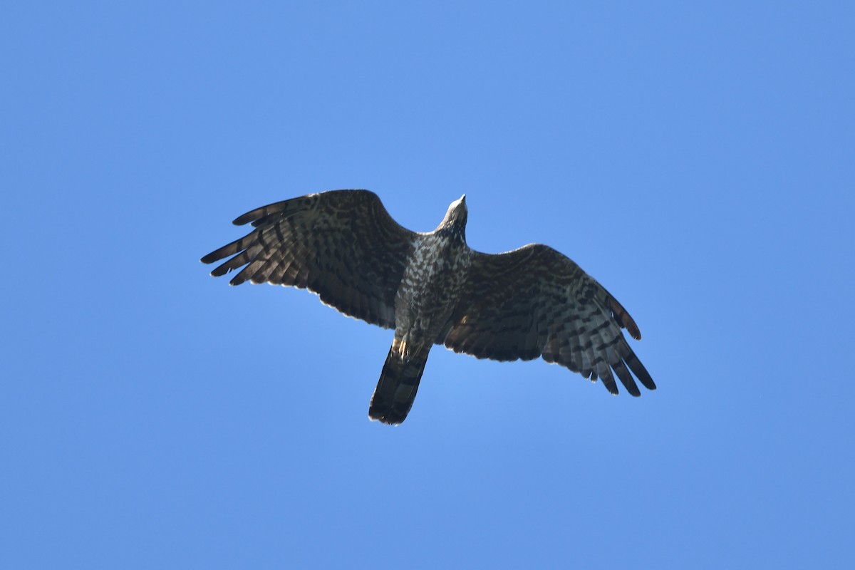 Oriental Honey-buzzard - ML212953161