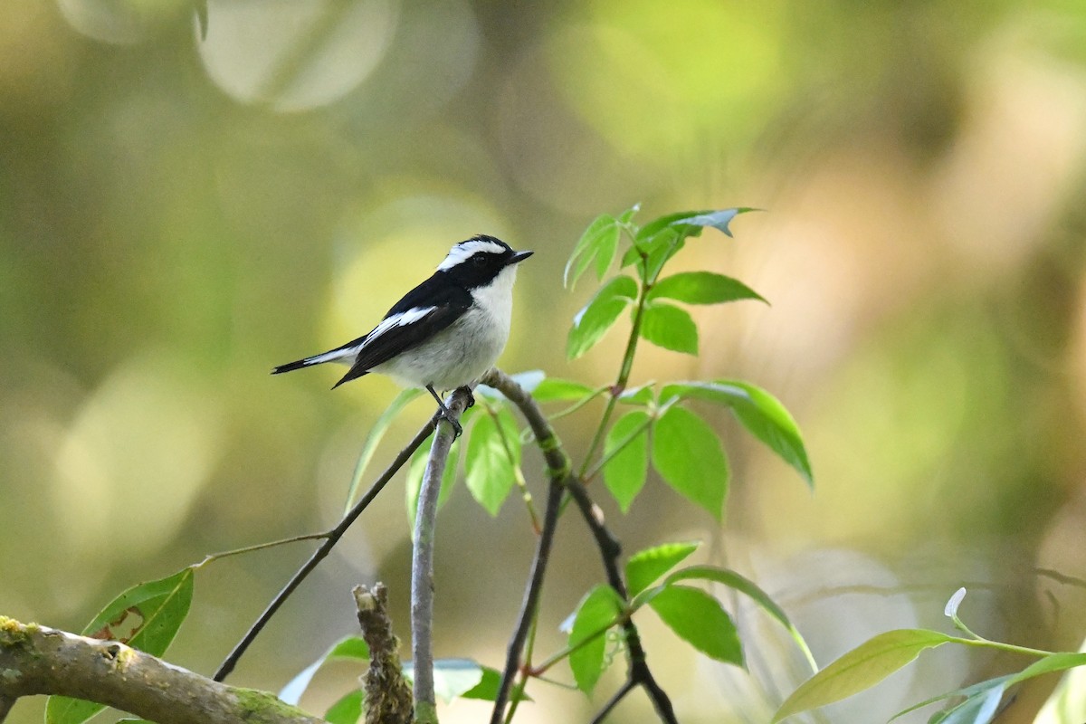 Little Pied Flycatcher - Ting-Wei (廷維) HUNG (洪)