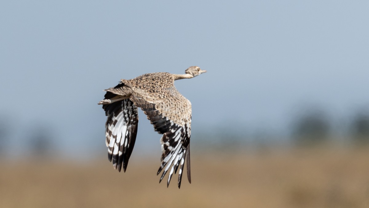 Hartlaub's Bustard - ML212953911