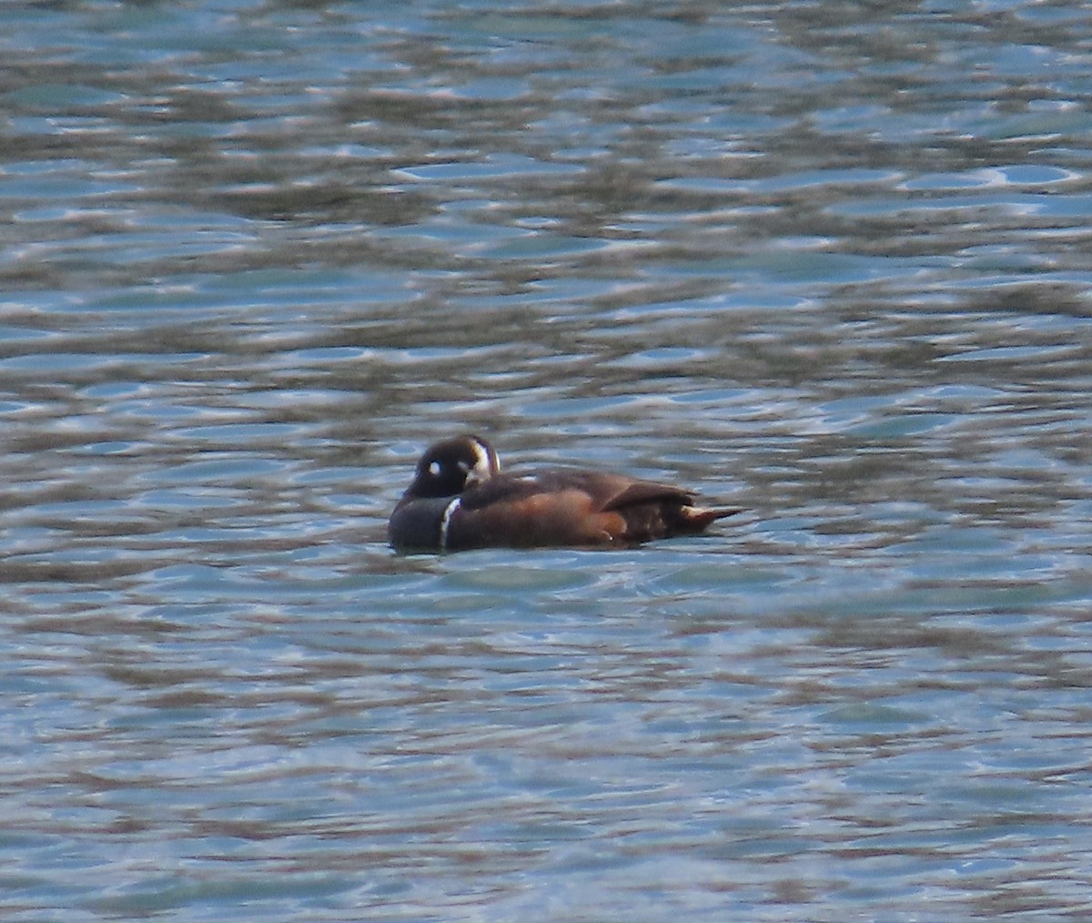 Harlequin Duck - ML212953961